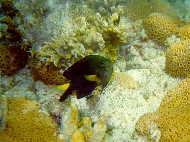 Stegastes pictus