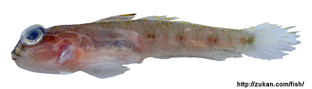 Suruga fundicola