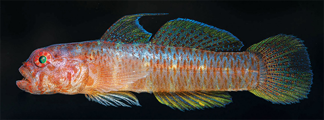 Sueviota minersorum