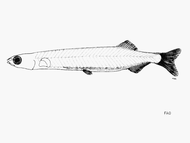 Sundasalanx praecox