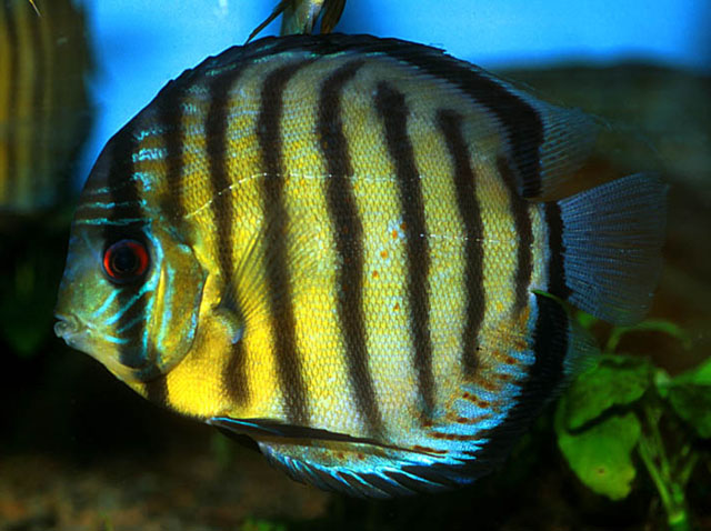 Symphysodon tarzoo