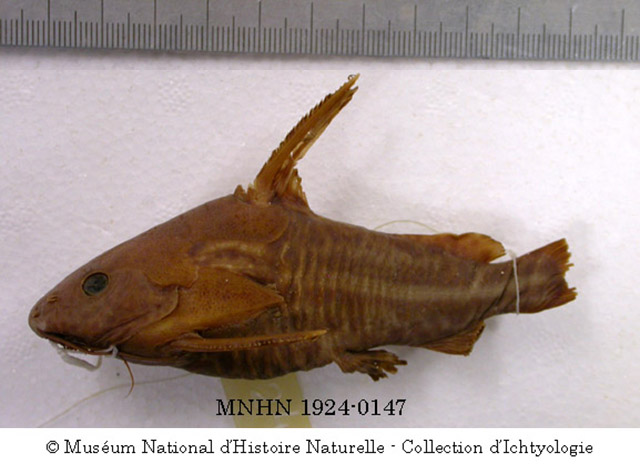 Synodontis albolineatus