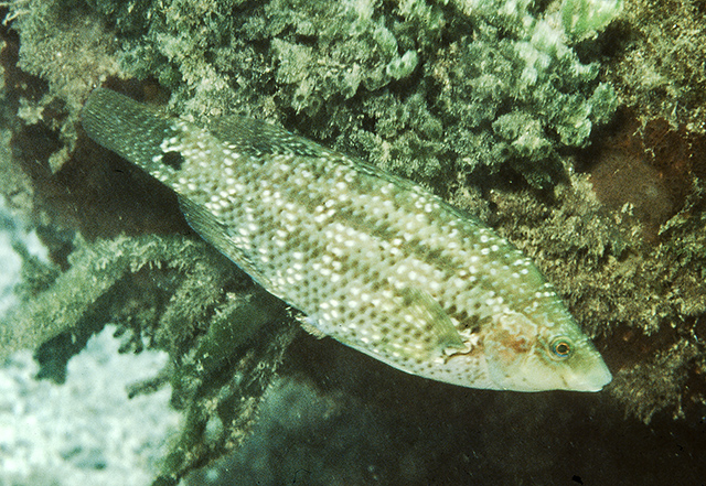Symphodus caeruleus