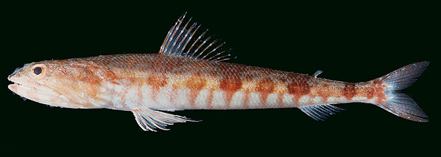 Synodus capricornis