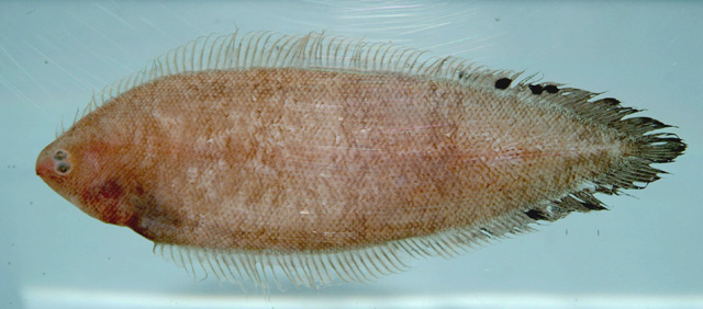 Symphurus diomedeanus