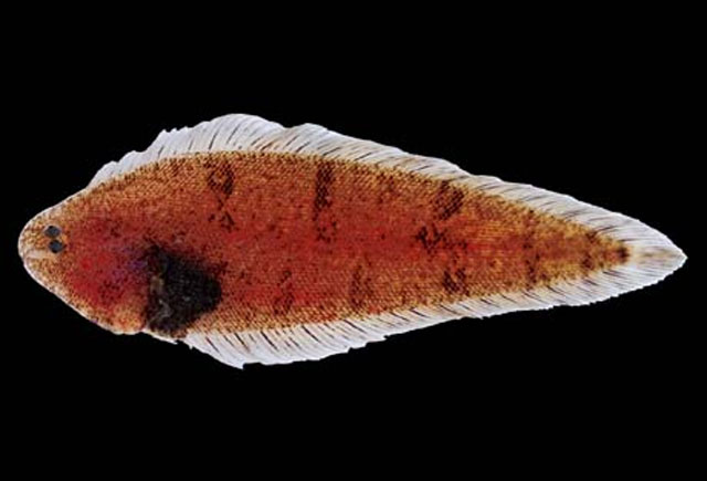 Symphurus gorgonae