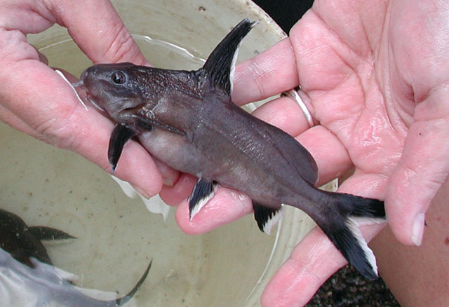 Synodontis granulosus