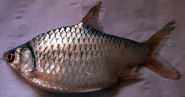 Systomus gracilus