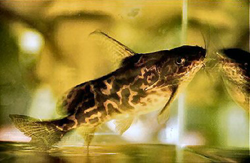 Synodontis koensis