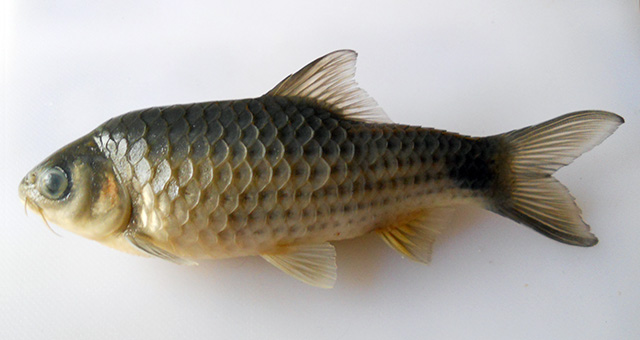 Systomus laticeps