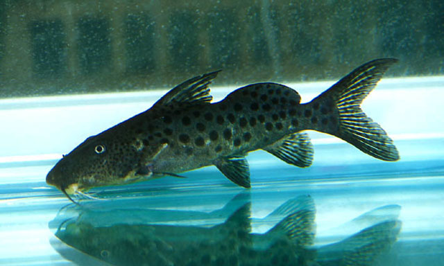 Synodontis longirostris