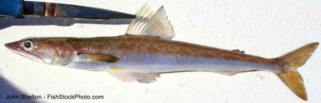 Synodus lucioceps