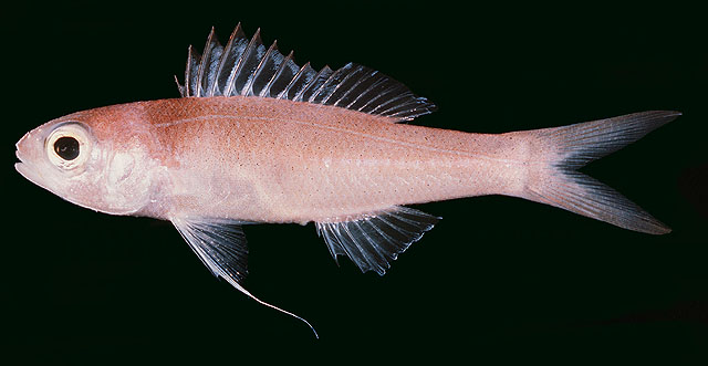 Symphysanodon maunaloae