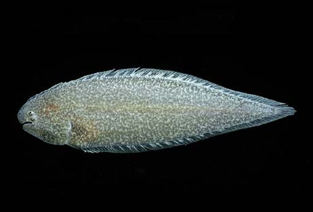 Symphurus melanurus