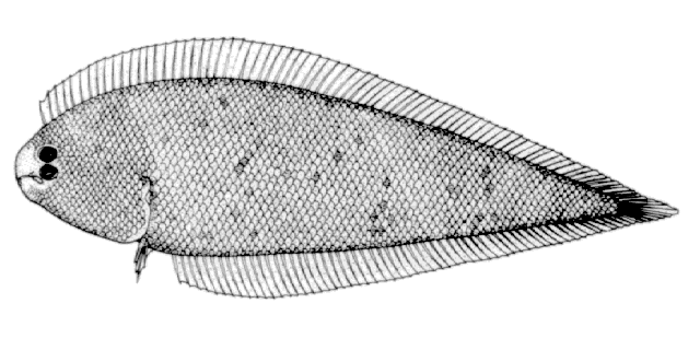 Symphurus minor