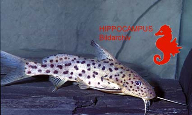 Symul_u3.jpg