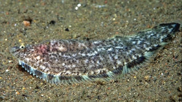 Symphurus nigrescens