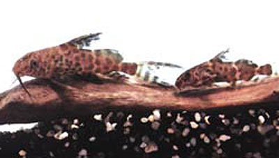 Synodontis nigriventris
