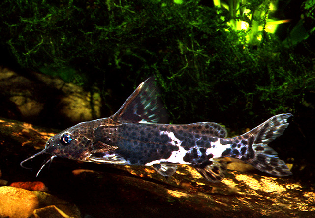 Synodontis orientalis