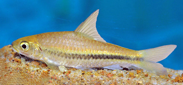 Systomus pleurotaenia