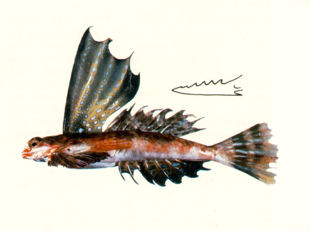 Synchiropus rameus
