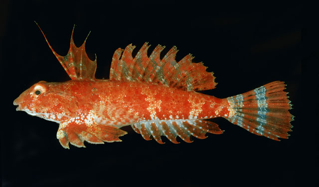Synchiropus sechellensis