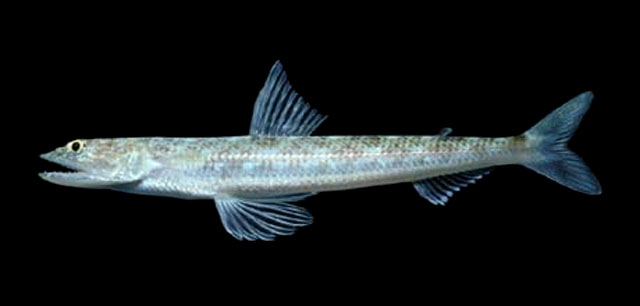 Synodus sechurae