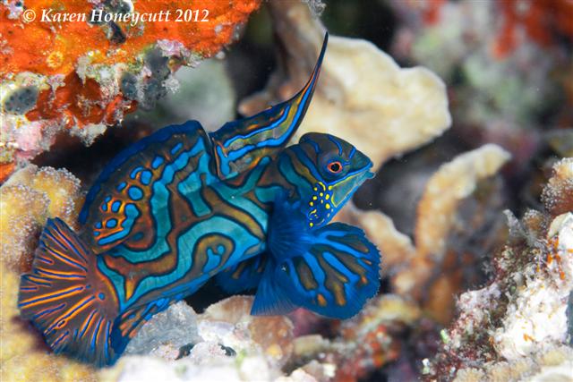 Synchiropus splendidus