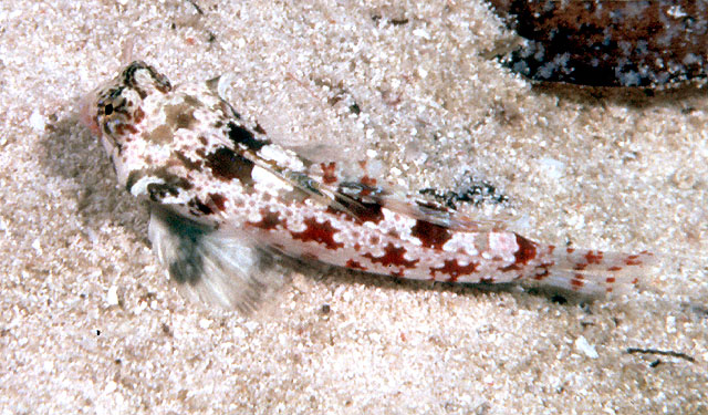 Synchiropus stellatus