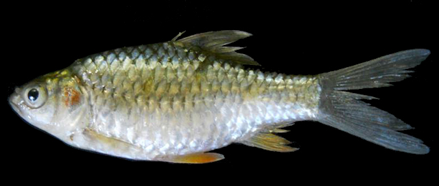 Systomus subnasutus