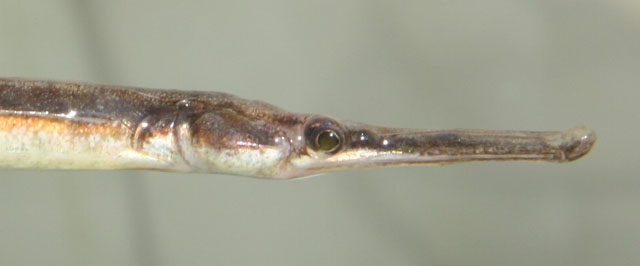 Syngnathus taenionotus