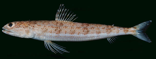 Synodus usitatus