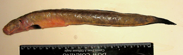 Taenioides anguillaris