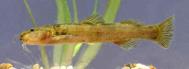 Taunayia bifasciata