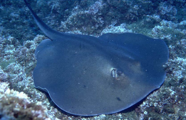 Taeniurops grabatus