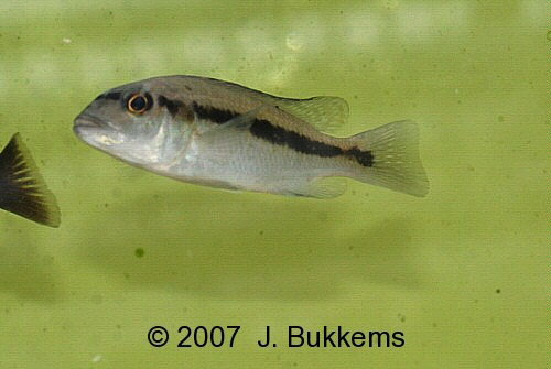Taeniochromis holotaenia
