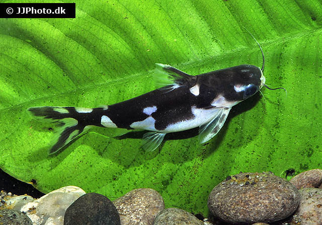 Centromochlus musaicus