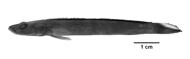 Teleogramma depressa