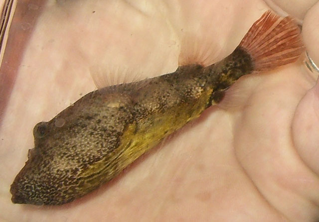 Tetraodon miurus