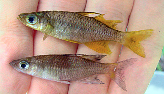 Telmatherina opudi