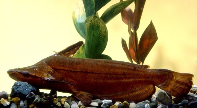 Tetranematichthys quadrifilis
