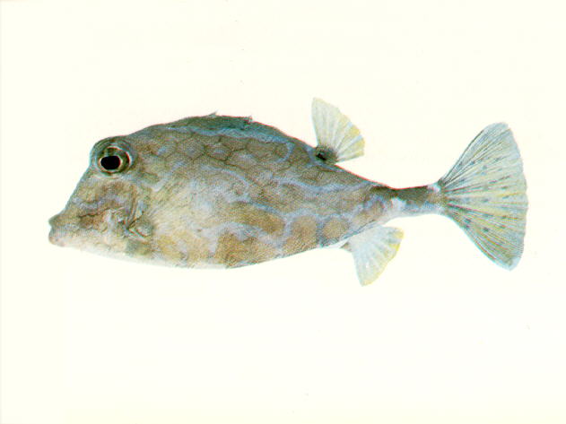 Tetrosomus reipublicae