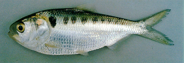 Tenualosa thibaudeaui