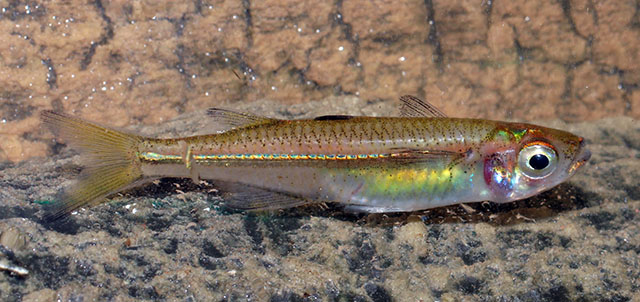 Teramulus waterloti