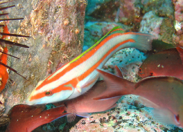 Thalassoma ascensionis