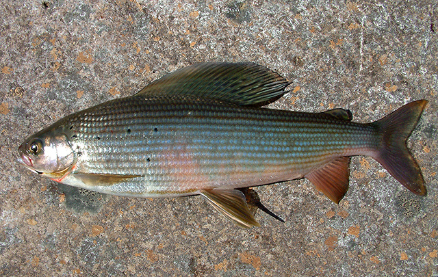 Thymallus burejensis