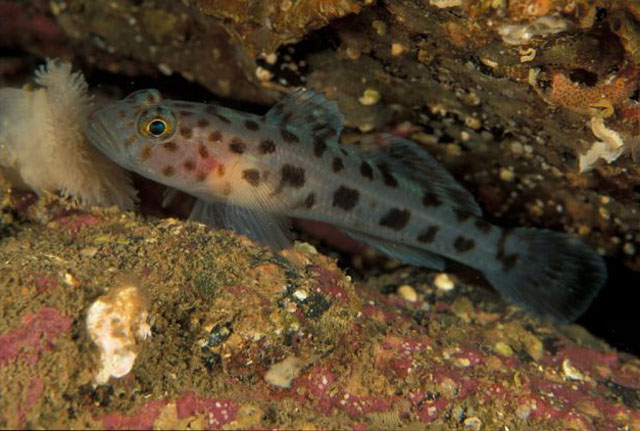 Thorogobius ephippiatus