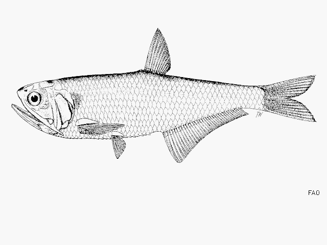 Thryssa gautamiensis