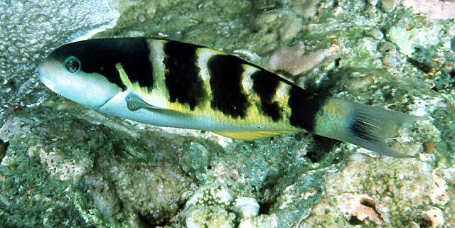 Thalassoma jansenii