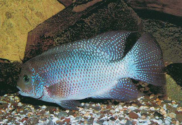 Chuco microphthalmus